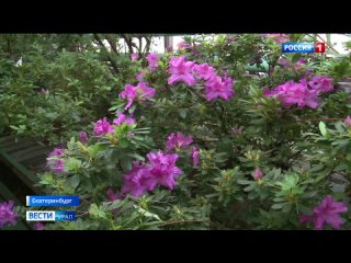 В Ботаническом саду Екатеринбурга зацвели экзотические растения