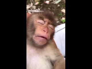 😴 Милая обезьянка крепко спит