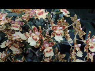Парад орхидей