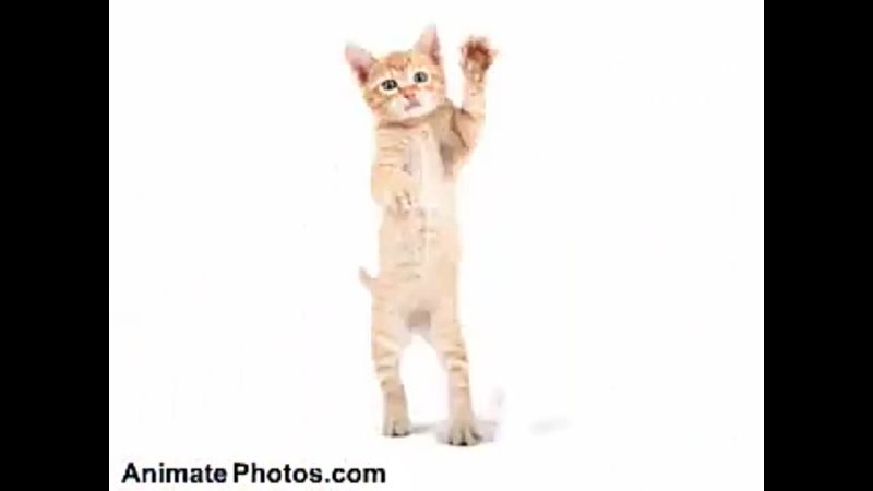 Dancing Cats Go Kitty