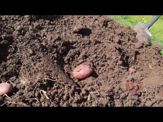 Этот способ помог избавиться от проволочника тысячам садоводов. Добавляйте это в лунку при посадке картофеля и личинки исчезнут.