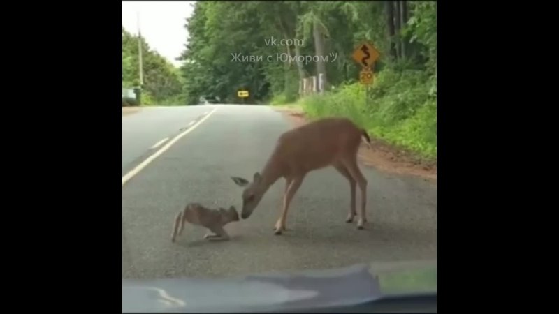 Мама-олениха помогла своему испуганному детенышу перейти дорогу