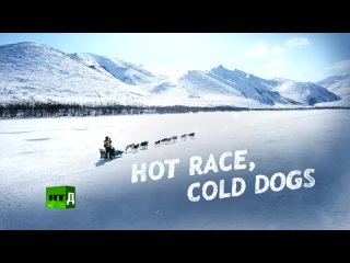 Hot Race, Cold Dogs