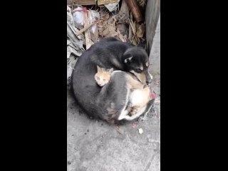 Собачку и котика спасли в Турции после землетрясения, и они прижались друг к другу от страха. У них общая беда💔