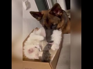 Кошка доверила собаке малышеи