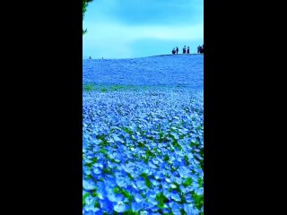 Цветение немофилы в японском парке Хитати