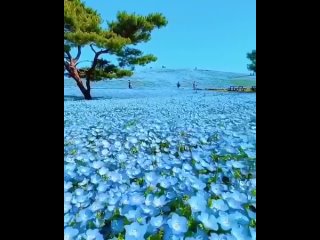 Поле цвета неба: цветение немофилы в парке Hitachi, Япония.