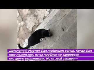 в Павловске неизвестные убили и расчленили домашнего кота