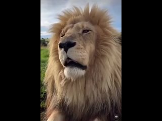 Лев немного чихнул