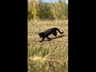 Черный ягуар - пантера! Удивительное животное показано для сообщества в ВК услуги Москва