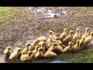 Внимательная и ответственная девочка - Ваше Змейшество