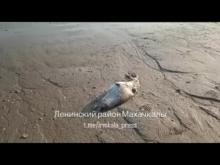 На побережье Каспия в Дагестане снова гибнут краснокнижные нерпы