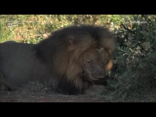 WARNING lioness kills a warthog, Tlalamba female leopard, lone lioness, WildEARTH, AM Jan 20 2023