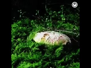Волшебный мир грибов - zaletaem