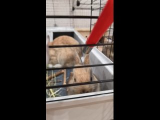 Крольчонок пьет из поилки