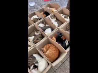 сходка котиков