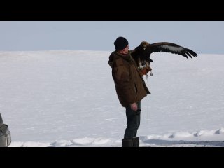 В Алтайском крае беркута научили летать и выпустили на волю