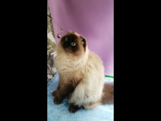Голубоглазый вислоухий кот для Вас