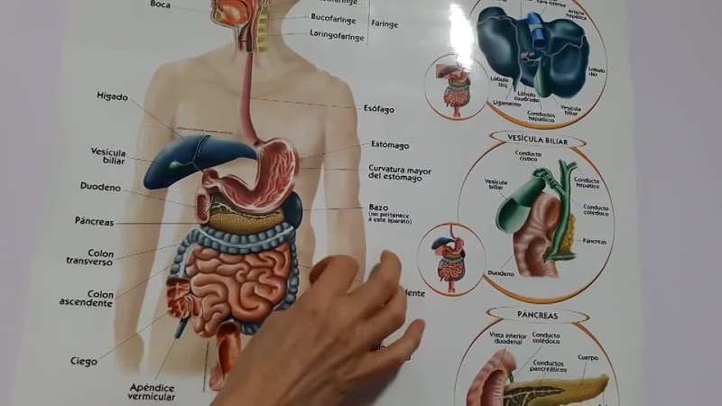 Estreñimiento, cáncer, limpieza de colon, hidroterapia  Sandra