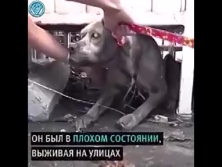 Спасли слепого питбуля