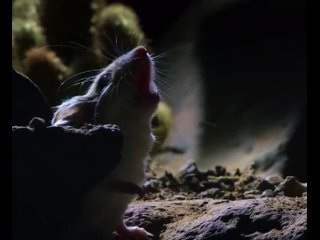 невинно выглядящий грызун по имени мышь-кузнечик, которая убивает очень ядовитых членистоногих