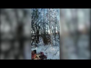 Браконьеры убили лосиху и лосёнка на границе назаровского и Ужурского районов