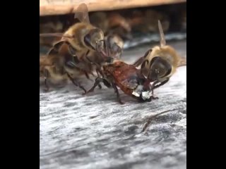 Пчелы спасают израненного сородича, которого ранили при сборе меда