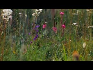 А. Марчелло - Адажио - Музыка и вечность... A.Marcello Adagio