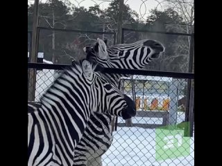 Международный день зебры. В челябинском зоопарке для животных устроили сюрприз