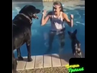 Собачки 9. Самые веселые собачки!