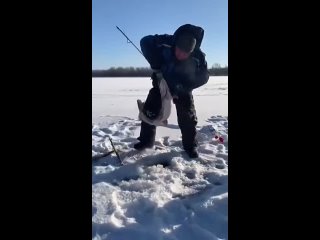 Большой судак на блесну, которого сходу проглотила щук