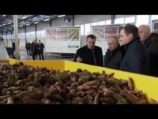Путину показали процесс обработки шишек в Архангельской области.