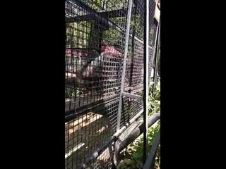 Шимпанзе Цезарь устраивает революцию в зоопарке Тайган. Ялта(360P).mp4