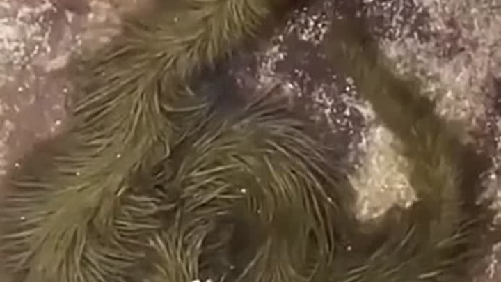 Волосатая змея фото Волосатая змея фото