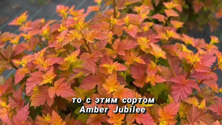 Пузыреплодник калинолистный Amber Jubilee