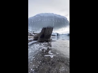 ❄️  Ледяное дерево, найденное в Исландии