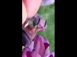 Curetis acuta гусеница реагирует на прикосновение