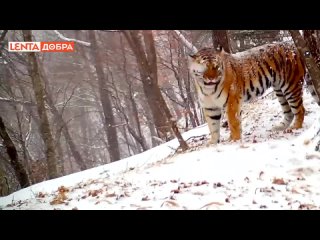 🐅 Материнский зов амурской тигрицы попал в объектив фотоловушки. На него сразу же прибежали её котята.