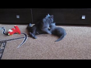 Кошка мама и котенок доча играют