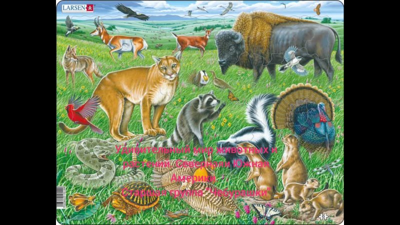 Какие животные встречаются в северной америке. Larsen fh24 джунгли. Larsen fh23 - животные фермы. Larsen пазл животные Африки. Larsen fh41 - животные Африки.