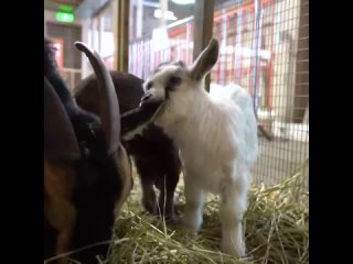 Пятеро козлят родились на Городской ферме на ВДНХ  трое камерунских и двое заано-камерунских.