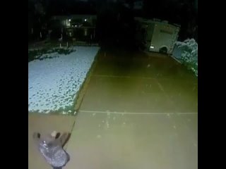 Медвежонок попытался поймать снежинки