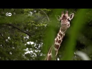 Why zoos sometimes kill animals? | DW Documentary