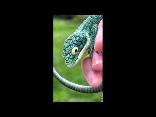 Древесная аброния (Abronia graminea)