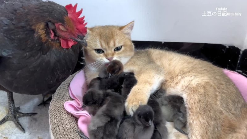 The hen watched in amazement as the kitten hugged the chick tightly to sleep. cute and funny