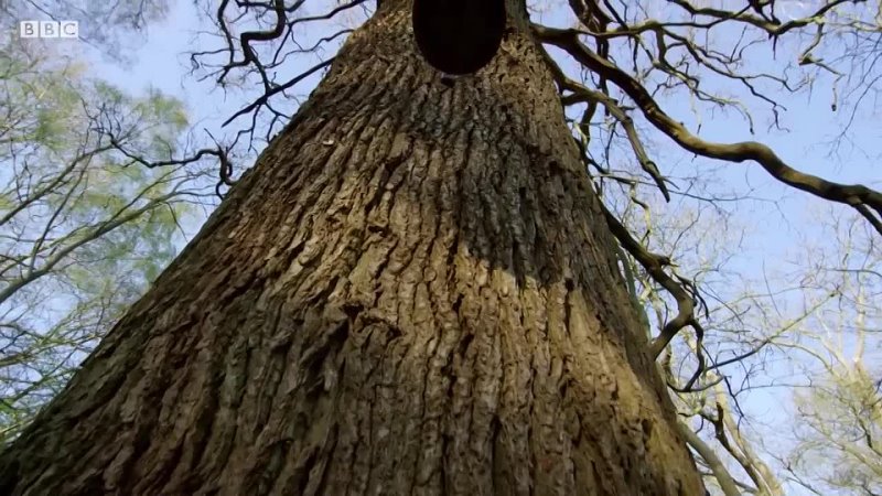 BBC: Живой мир. Яйцо: самое совершенное творение природы, BBC