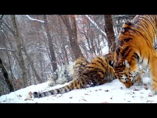 Ученым нацпарка “Земля леопарда“ удалось заснять уникальное видео с краснокнижной тигрицей, которая зовет котят.