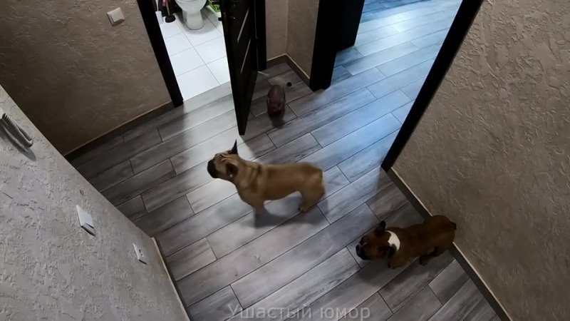 Скрытая камера и собаки дома