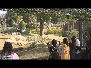 Детеныши гигантской панды Шин Шин – близнецы Сяо Сяо и Лей Лей – в токийском зоопарке Уэно в пятницу оказались впервые без матер
