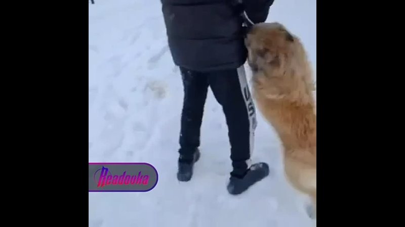 Собачья душа В Казахстане 14-летние подростки жёстко избили беспомощную собаку